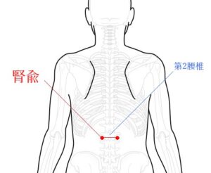 腎兪の位置を表した図