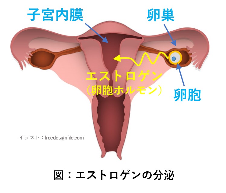 卵巣からエストロゲンが分泌され子宮内膜に届く図