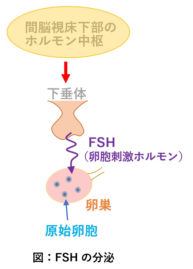FSHが下垂体から分泌され卵巣に届く図