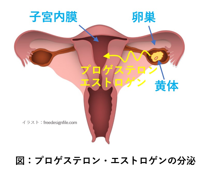 プロゲステロンとエストロゲンが卵巣から分泌される図
