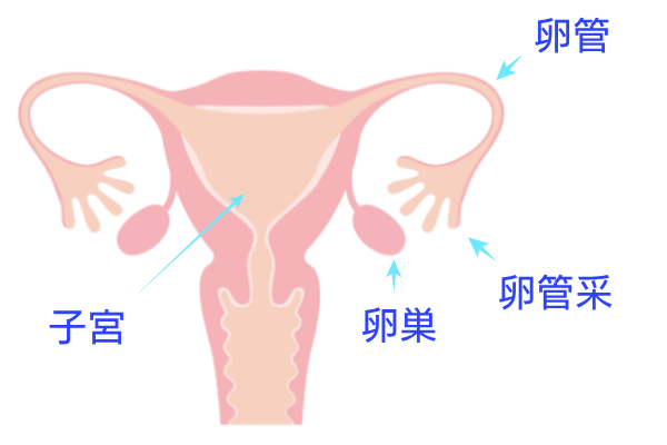 卵管・卵管采・卵巣・子宮の図