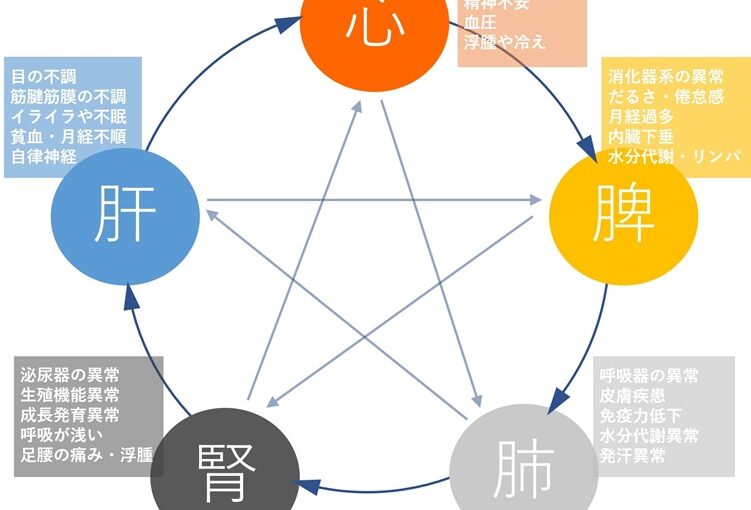 五臓の説明図