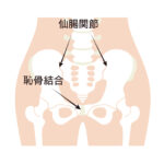 仙腸関節と恥骨結合の図