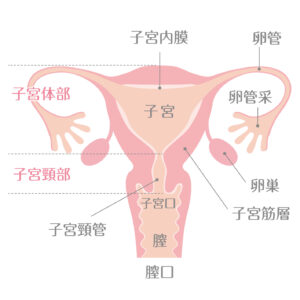 卵管采・卵管のイラスト