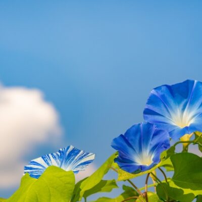 朝顔の画像